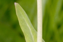 Stem-of-Turnip-plant