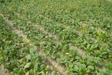 Turnip-farm