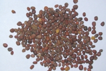 Turnip-seeds