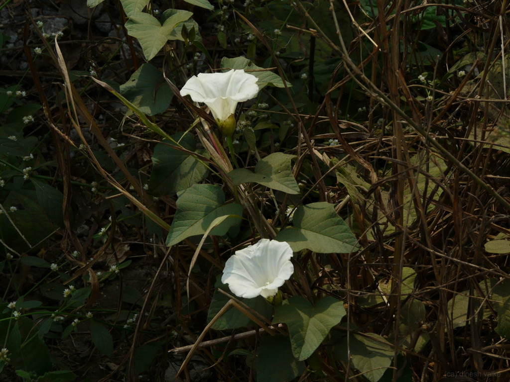Turpeth-flower