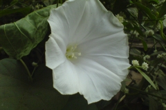 Close-up-flower