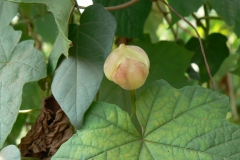 Developing-fruit