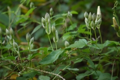 Flower-buds