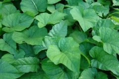 Leaves