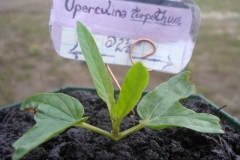 Seedlings