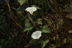 Turpeth-flower