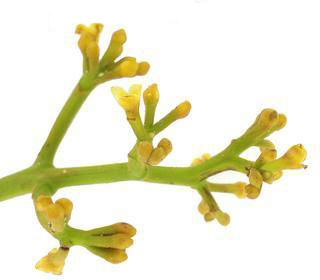 Uccuba-flower-ucahuba-nut