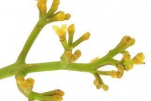 Uccuba-flower-ucahuba-nut