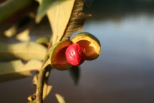 Uccuba-fruit-Baboen