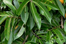 Uccuba-leaves-Chalviande