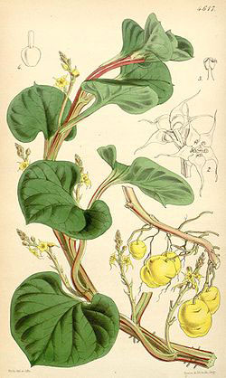 Plant-Illustration-of-Ulluco
