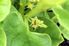 Flowers-of-Ulluco