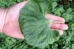 Leaves-of-Ulluco