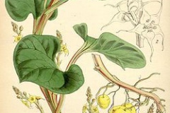 Plant-Illustration-of-Ulluco