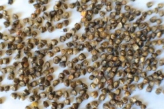 Seeds-of-Ulluco