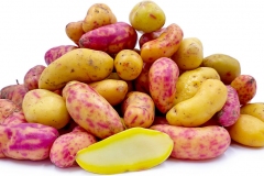 Tuber-of-Ulluco