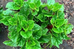 Ulluco-plant