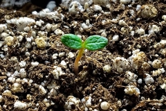 Ulluco-seedling