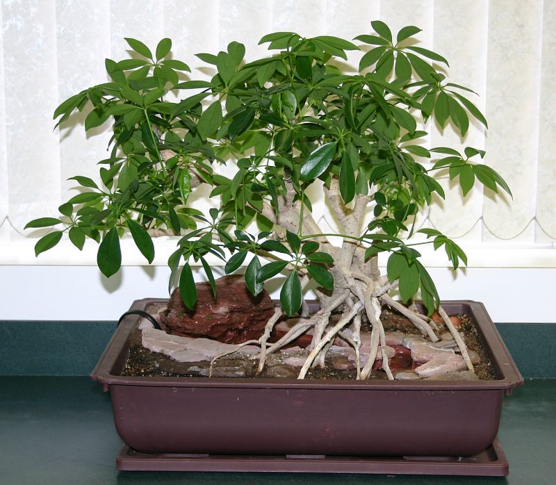 Umbrella-tree-Plant-grown-indoor