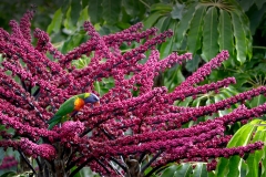 Flowers-of-Umbrella-tree