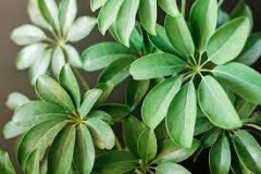 Leaves-of-Umbrella-tree