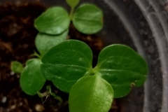 Saplings-of-Umbrella-tree