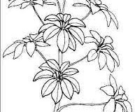 Sketch-of-Umbrella-tree
