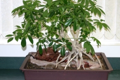 Umbrella-tree-Plant-grown-indoor