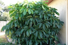 Umbrella-tree