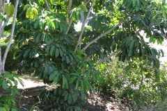 Umbrella-trees-growing-wild