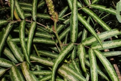Leaves