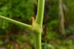 Stem