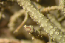 Closer-look-of-Usnea
