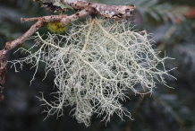 Usnea-fungi-on-the-branch
