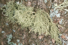 Usnea-on-the-tree