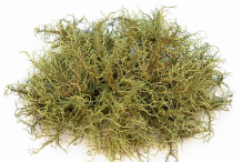 Usnea