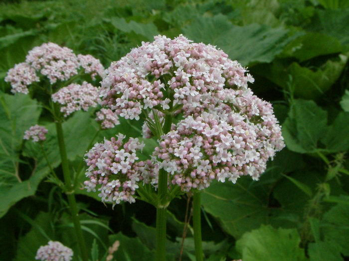 Valerian Facts And Health Benefits