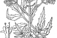 Valerian-drawing