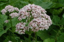 Valerian-flower