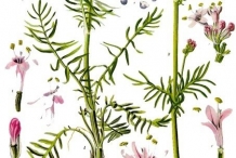 Valerian-illustration