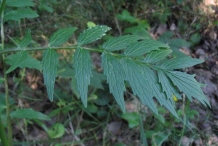 Valerian-leaves