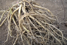 Valerian-root