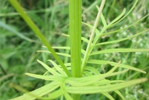 Valerian-stem