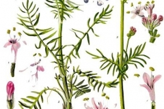 Valerian-illustration