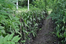 Vanilla-farm-Al-Fanilya