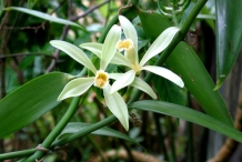 Vanilla-flower-Vanil