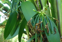 Vanilla-leaves-Bainila