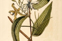 Vanilla-plant-illustration-Vanili