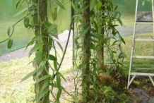 Vanilla-plant-Baunilha