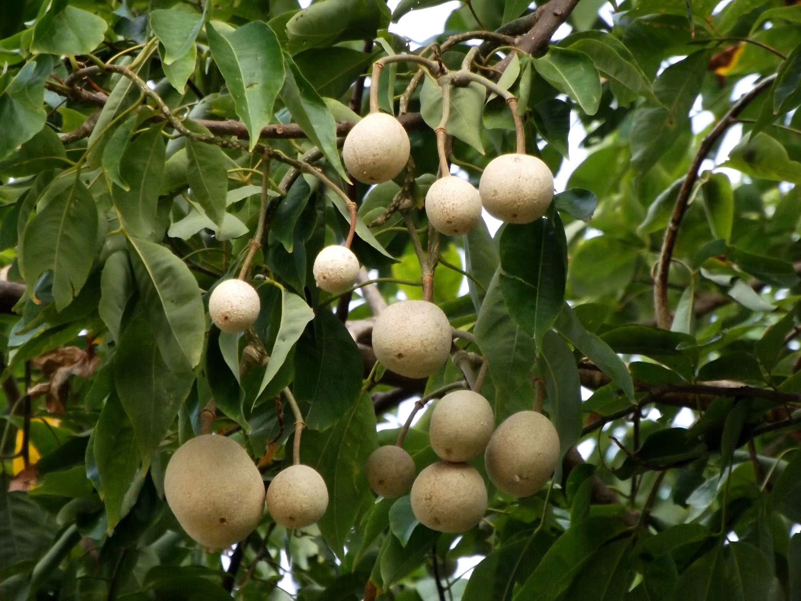 Fruits-of-Varuna